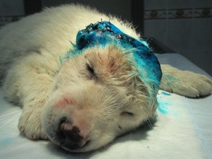 Kulaksız Köpek (4)