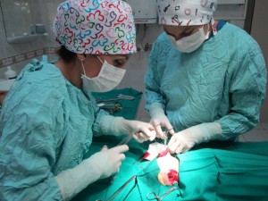 Kulaksız Köpek (3)