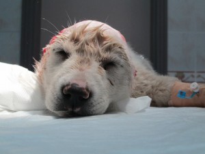 Kulaksız Köpek (1)