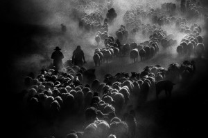 18426_1_BRNC_9070145_suruler_ve_cobanlar_1600x1200_201412010924