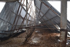 AHIR ÇÖKTÜ, 8 SIĞIR TELEF OLDU HAYVAN BAKICISI CANINI ZOR KURTARDI