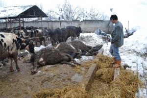 AHIR ÇÖKTÜ, 8 SIĞIR TELEF OLDU HAYVAN BAKICISI CANINI ZOR KURTARDI