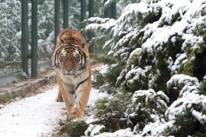 18669_IMG_0400_ps_201501061532 (Small)