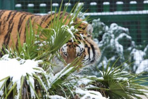 18669_IMG_0426_ps_201501061532 (Small)