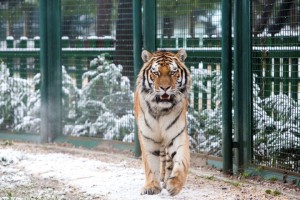 18669_IMG_0437_ps_201501061532 (1) (Small)