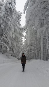 ULUDAĞ'DA KARLI ORMANLAR BÜYÜLÜYOR