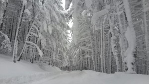 ULUDAĞ'DA KARLI ORMANLAR BÜYÜLÜYOR