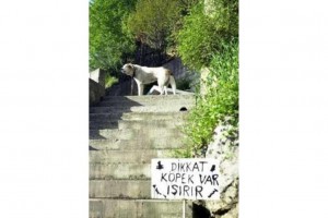 3395410-yurduminsani22