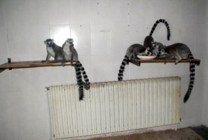 (ÖZEL HABER) HAYVANAT BAHÇESİ SAKİNLERİNİN KAR KEYFİ