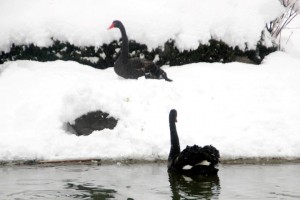 (ÖZEL HABER) HAYVANAT BAHÇESİ SAKİNLERİNİN KAR KEYFİ