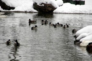 (ÖZEL HABER) HAYVANAT BAHÇESİ SAKİNLERİNİN KAR KEYFİ