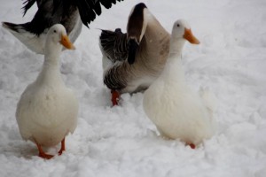 (ÖZEL HABER) HAYVANAT BAHÇESİ SAKİNLERİNİN KAR KEYFİ