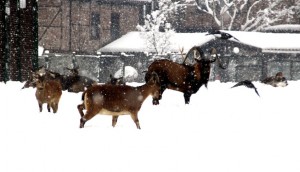 (ÖZEL HABER) HAYVANAT BAHÇESİ SAKİNLERİNİN KAR KEYFİ