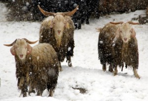 (ÖZEL HABER) HAYVANAT BAHÇESİ SAKİNLERİNİN KAR KEYFİ