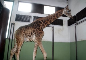 (ÖZEL HABER) HAYVANAT BAHÇESİ SAKİNLERİNİN KAR KEYFİ