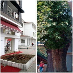 (ÖZEL HABER) BURSA'DAKİ ASIRLIK ÇINAR KESİLDİ