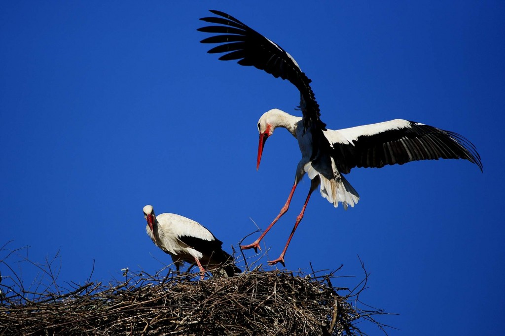(ÖZEL HABER) LEYLEKLERİN AŞK OYUNU BÖYLE GÖRÜNTÜLENDİ... AFRİKA'DAN GÖÇ EDEN LEYLEKLER ULUABAT GÖLÜ'NE GELİP ÖNCE YUVALARINI TEMİZLEDİ SONRA DA ÇİFTLEŞMEYE BAŞLADILAR