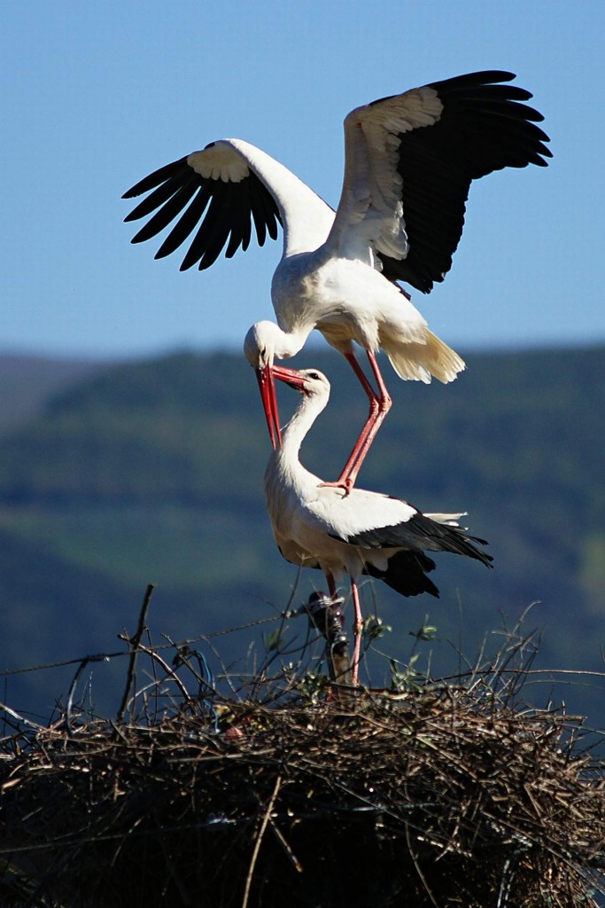 (ÖZEL HABER) LEYLEKLERİN AŞK OYUNU BÖYLE GÖRÜNTÜLENDİ... AFRİKA'DAN GÖÇ EDEN LEYLEKLER ULUABAT GÖLÜ'NE GELİP ÖNCE YUVALARINI TEMİZLEDİ SONRA DA ÇİFTLEŞMEYE BAŞLADILAR