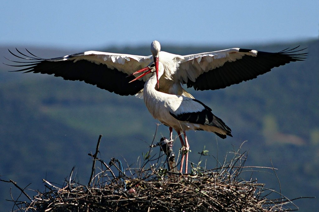 (ÖZEL HABER) LEYLEKLERİN AŞK OYUNU BÖYLE GÖRÜNTÜLENDİ... AFRİKA'DAN GÖÇ EDEN LEYLEKLER ULUABAT GÖLÜ'NE GELİP ÖNCE YUVALARINI TEMİZLEDİ SONRA DA ÇİFTLEŞMEYE BAŞLADILAR