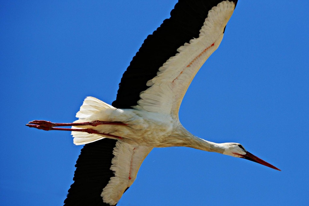 (ÖZEL HABER) LEYLEKLERİN AŞK OYUNU BÖYLE GÖRÜNTÜLENDİ... AFRİKA'DAN GÖÇ EDEN LEYLEKLER ULUABAT GÖLÜ'NE GELİP ÖNCE YUVALARINI TEMİZLEDİ SONRA DA ÇİFTLEŞMEYE BAŞLADILAR