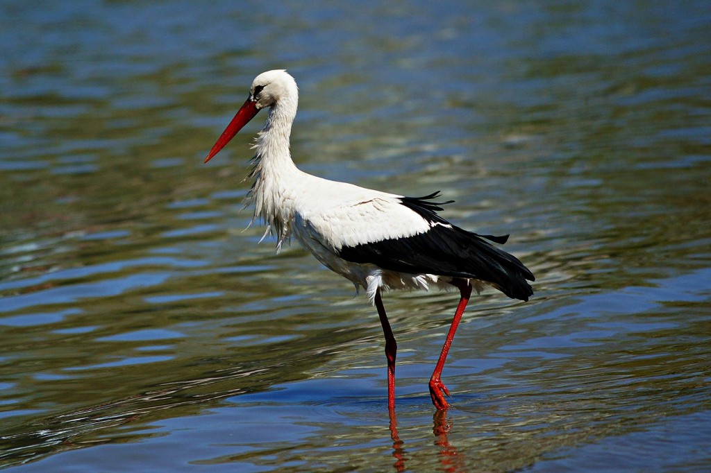 (ÖZEL HABER) LEYLEKLERİN AŞK OYUNU BÖYLE GÖRÜNTÜLENDİ... AFRİKA'DAN GÖÇ EDEN LEYLEKLER ULUABAT GÖLÜ'NE GELİP ÖNCE YUVALARINI TEMİZLEDİ SONRA DA ÇİFTLEŞMEYE BAŞLADILAR