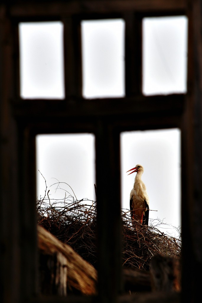 (ÖZEL HABER) LEYLEKLERİN AŞK OYUNU BÖYLE GÖRÜNTÜLENDİ... AFRİKA'DAN GÖÇ EDEN LEYLEKLER ULUABAT GÖLÜ'NE GELİP ÖNCE YUVALARINI TEMİZLEDİ SONRA DA ÇİFTLEŞMEYE BAŞLADILAR
