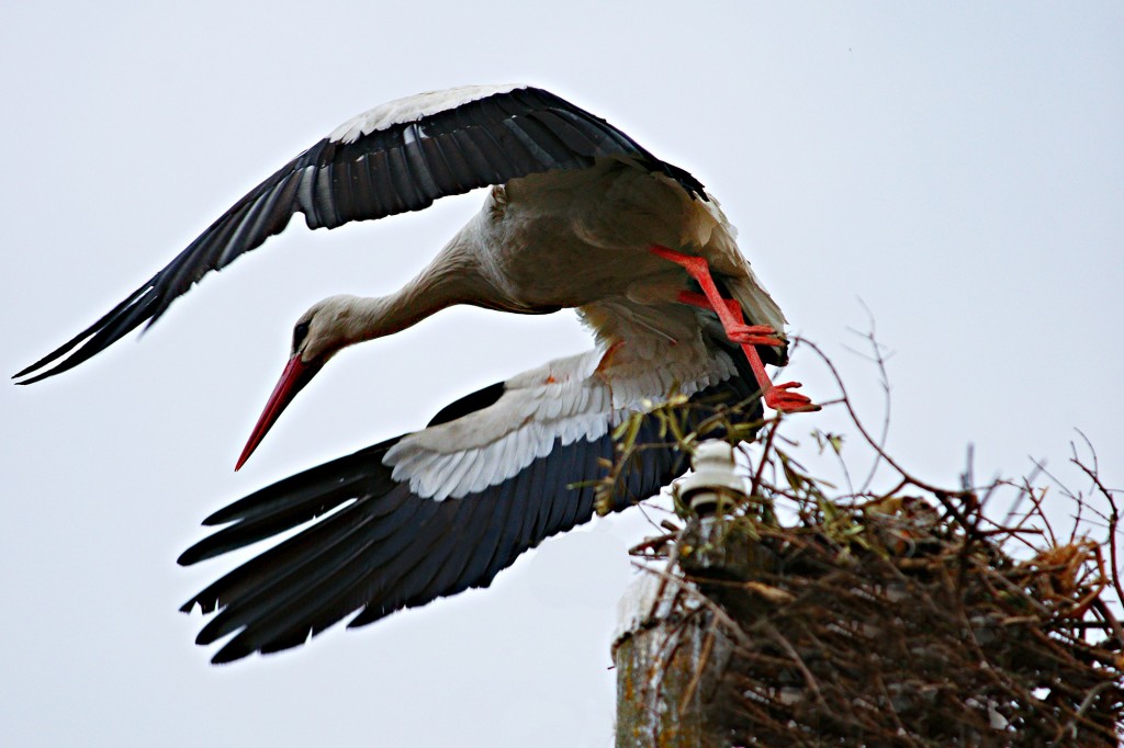(ÖZEL HABER) LEYLEKLERİN AŞK OYUNU BÖYLE GÖRÜNTÜLENDİ... AFRİKA'DAN GÖÇ EDEN LEYLEKLER ULUABAT GÖLÜ'NE GELİP ÖNCE YUVALARINI TEMİZLEDİ SONRA DA ÇİFTLEŞMEYE BAŞLADILAR