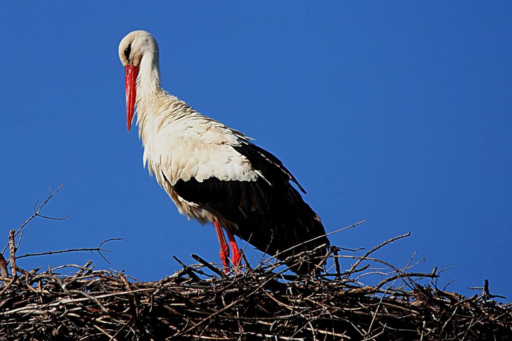 (ÖZEL HABER) LEYLEKLERİN AŞK OYUNU BÖYLE GÖRÜNTÜLENDİ... AFRİKA'DAN GÖÇ EDEN LEYLEKLER ULUABAT GÖLÜ'NE GELİP ÖNCE YUVALARINI TEMİZLEDİ SONRA DA ÇİFTLEŞMEYE BAŞLADILAR