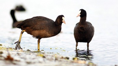 BURSA'DA KAÇAK AVCILARA 32 BİN LİRA CEZA