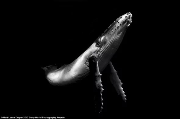 2017'nin ödüllü fotoğrafları