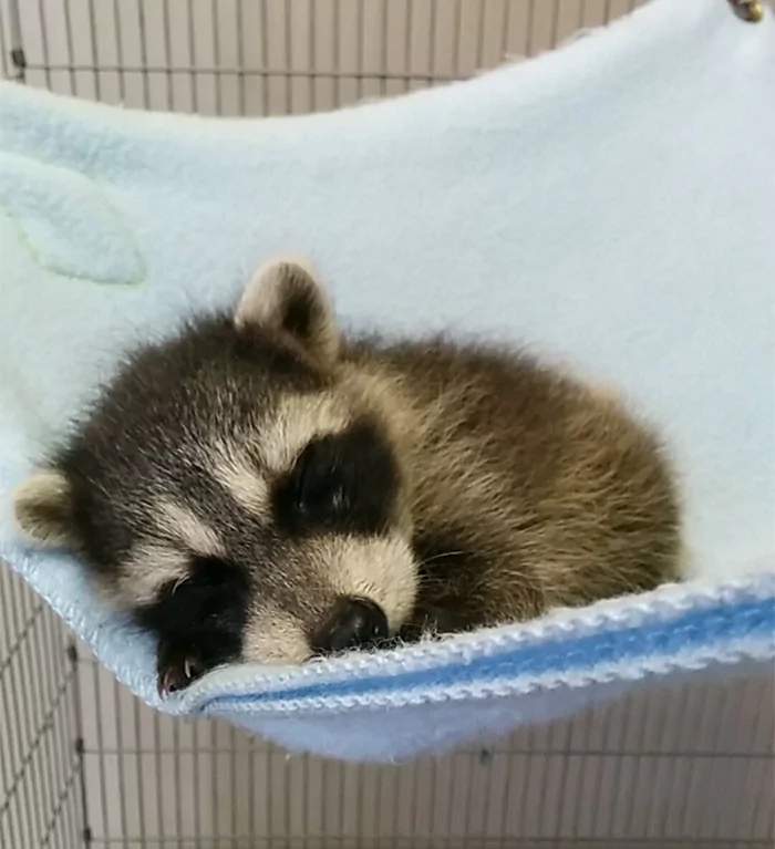 Rakunların tatlılığının ispatı 10 fotoğraf