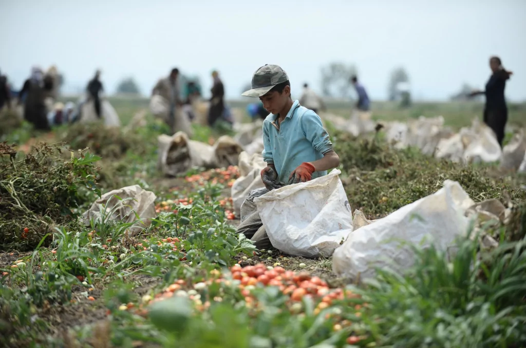 Dolu mevsimlik işçilerini de vurdu