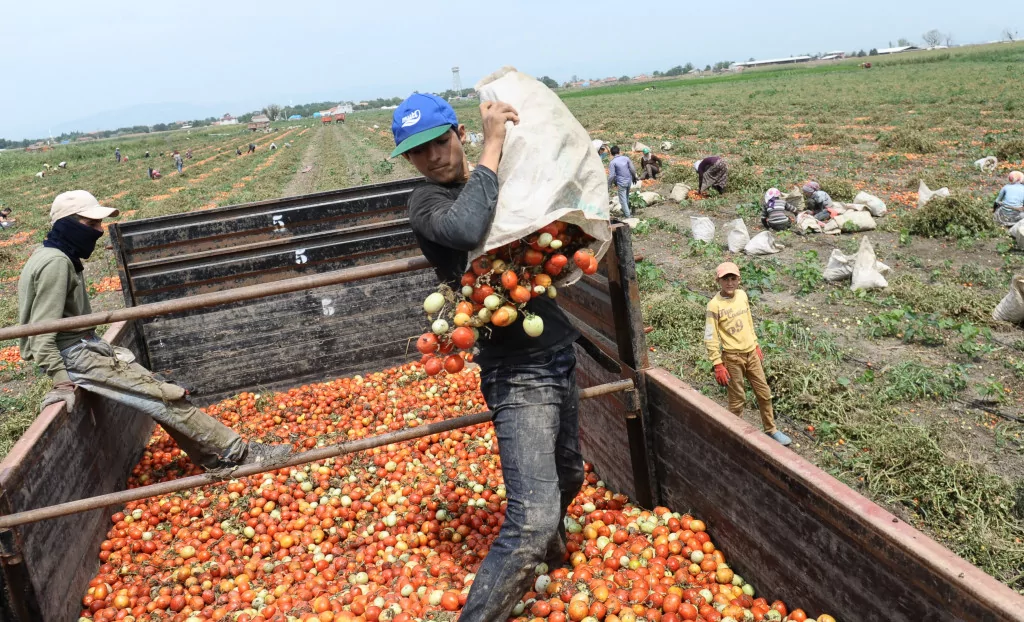 Dolu mevsimlik işçilerini de vurdu