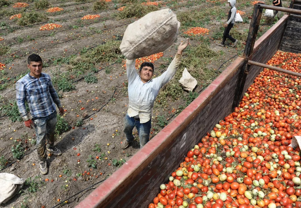 Dolu mevsimlik işçilerini de vurdu