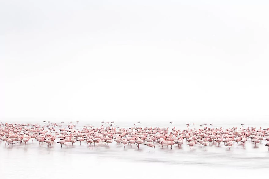 2017'nin en iyi fotoğraflarını Sony seçti