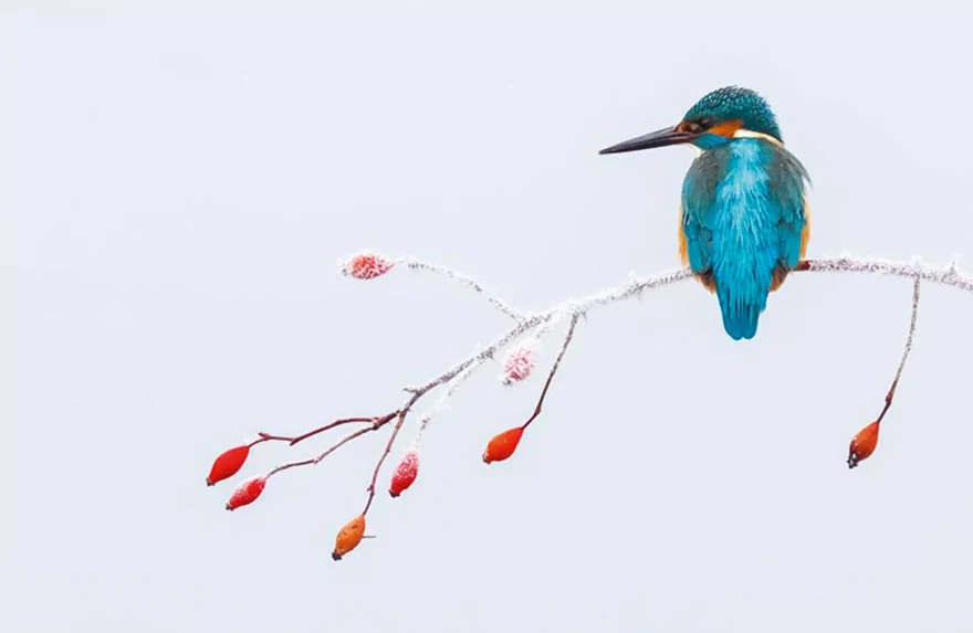 2017'nin en iyi 10 kuş fotoğrafı