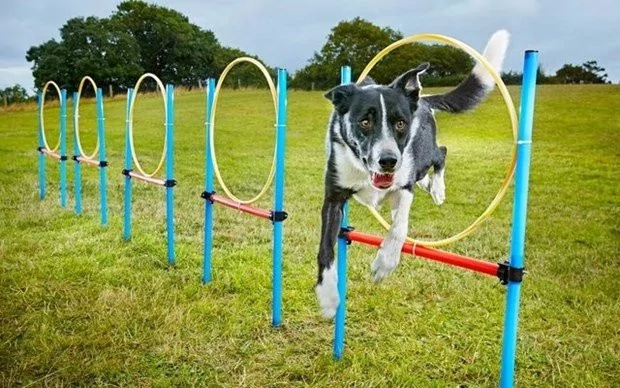 İşte dünyanın en uzun boylu kedisi