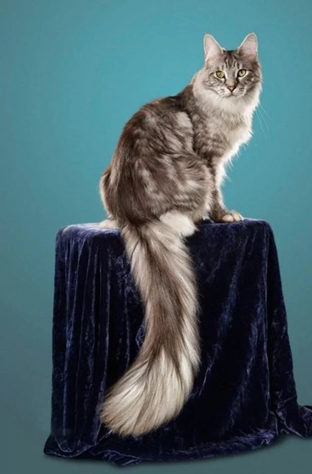 İşte dünyanın en uzun boylu kedisi