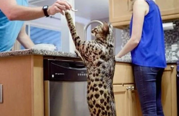 İşte dünyanın en uzun boylu kedisi