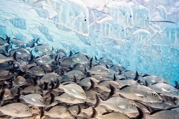 Birbirinden başarılı vahşi yaşam fotoğrafları