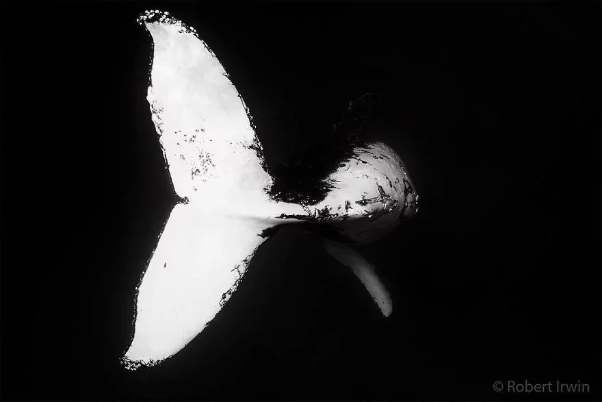 13 yaşındaki ödüllü doğa fotoğrafçısı