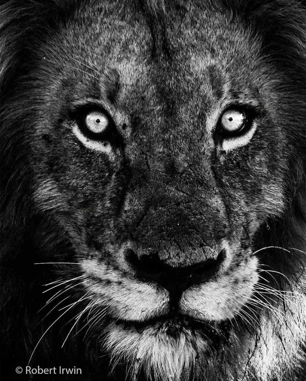 13 yaşındaki ödüllü doğa fotoğrafçısı