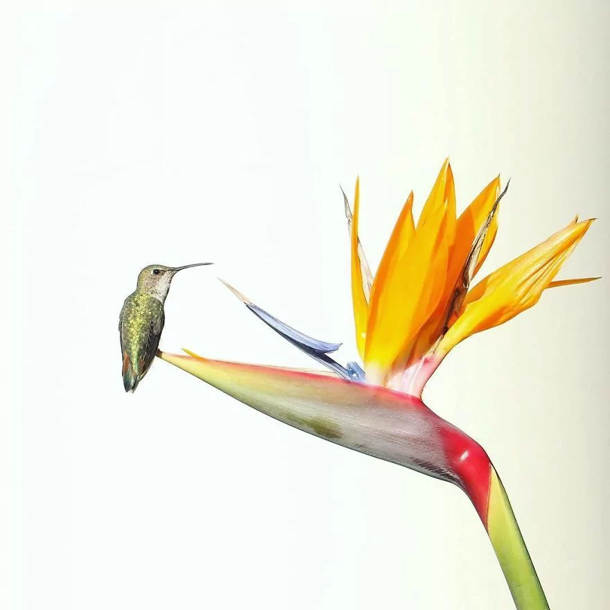 13 yaşındaki ödüllü doğa fotoğrafçısı