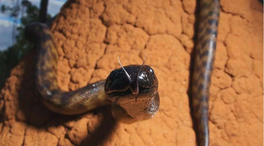 13 yaşındaki ödüllü doğa fotoğrafçısı
