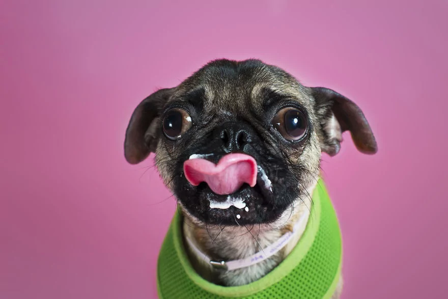 Sahip bekleyen 'Pug'lardan beni al pozu