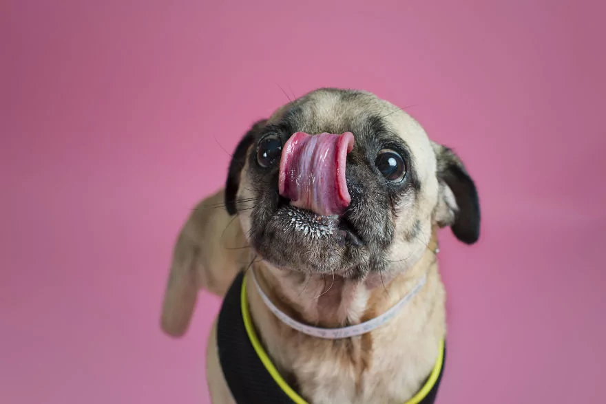 Sahip bekleyen 'Pug'lardan beni al pozu