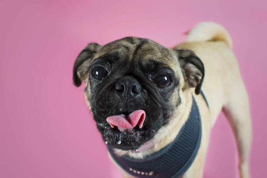 Sahip bekleyen 'Pug'lardan beni al pozu