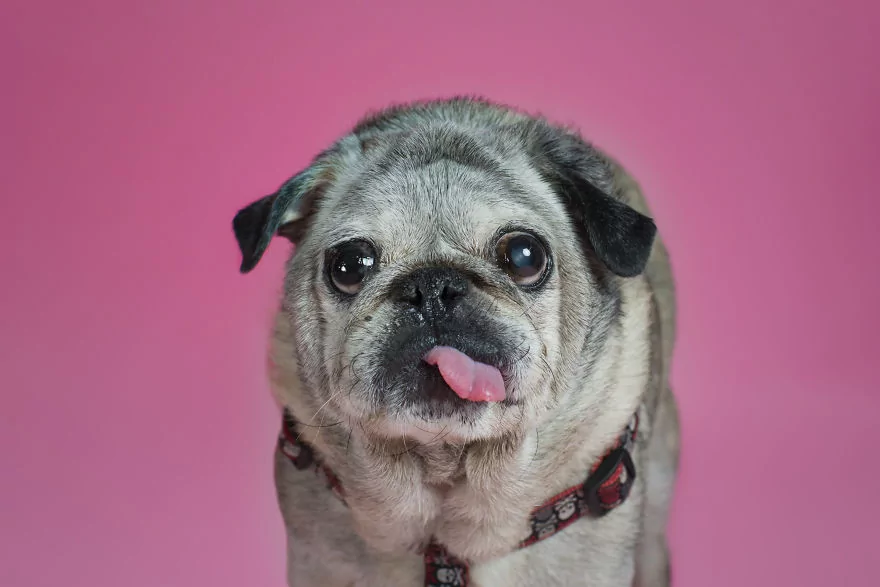 Sahip bekleyen 'Pug'lardan beni al pozu