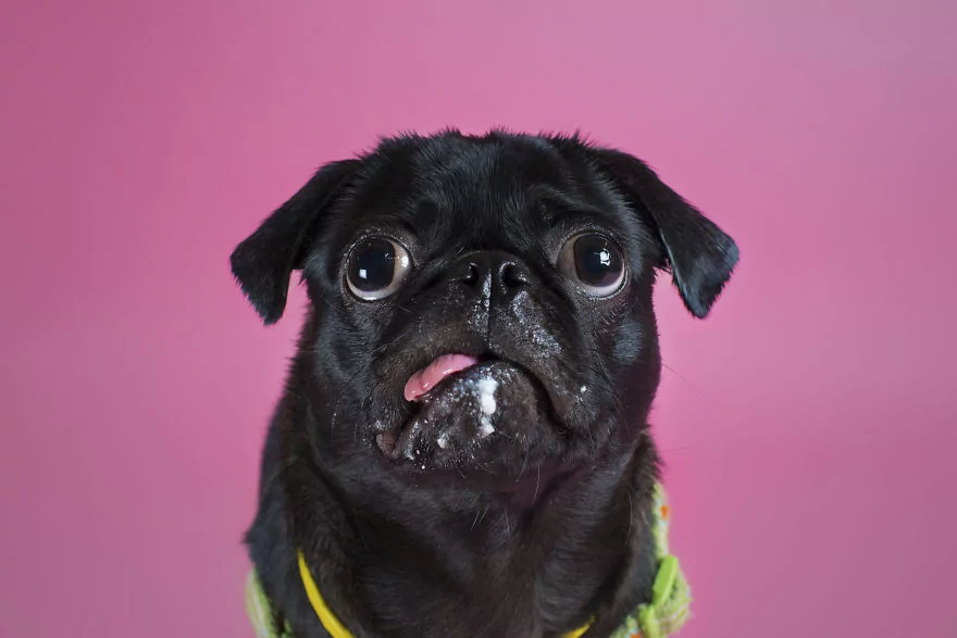 Sahip bekleyen 'Pug'lardan beni al pozu