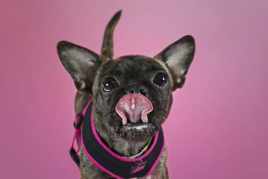 Sahip bekleyen 'Pug'lardan beni al pozu